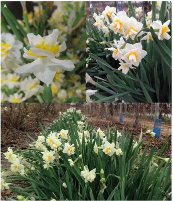 The Effect of Post-harvest Conditions in Narcissus sp. Cut Flowers Scent Profile